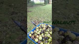 Collecting Walnuts