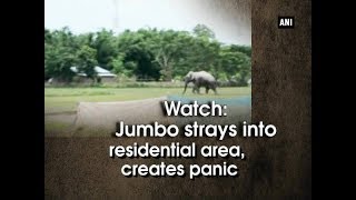 Watch: Jumbo strays into residential area, creates panic - Assam News