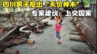 天價烏木“歸誰所有？四川男子挖出天價烏木，最后只有七萬獎勵