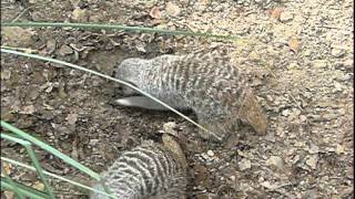 Meerkat digging a hole.穴を掘るミーアキャット。