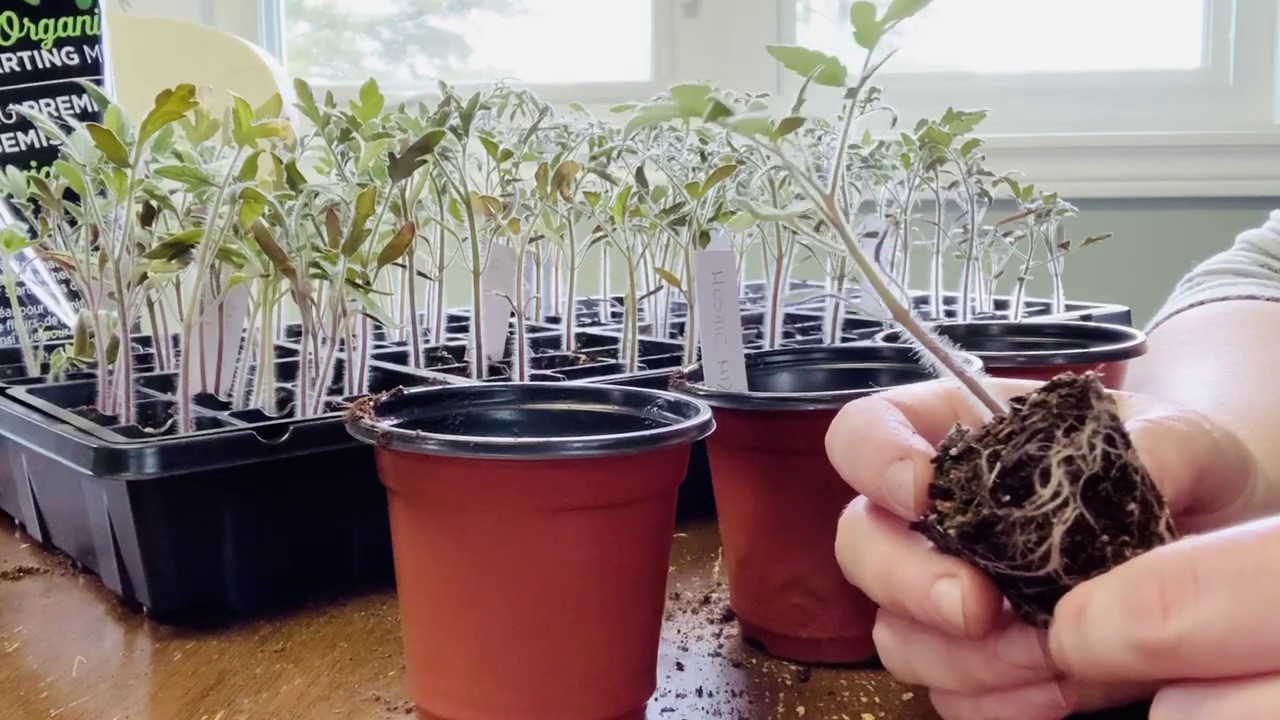 Potting Up Tomato Seedlings Youtube