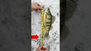 How Big Is a Jumbo Perch? #icefishing #fishing #shorts