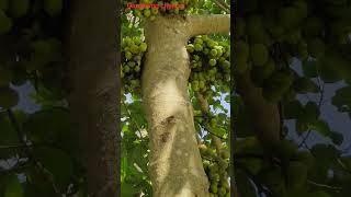 cluster fig  🌲🌲🌲 plant #short video viral #😀😃😄