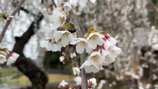 【土浦市】新治運動公園向上庵の枝垂れ桜