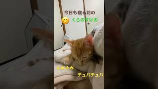 今日もくらちゃんのふみふみチュパチュパが始まりました〜可愛い💕😍【猫】【睡眠】