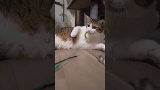 頭隠して尻隠さずな猫 #shorts #かわいい猫 #ねこ