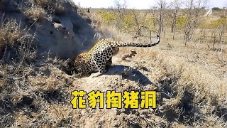 花豹钻进疣猪洞，猎杀小猪崽，疣猪妈妈却见死不救