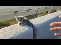 Driver rescues kitten from overpass in Houston, Texas