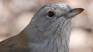 Australia’s great songsters – Grey Shrike-thrush calling with opening notes by a Pied Butcherbird