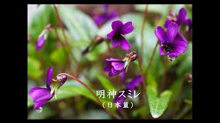 春の庭に咲いた花