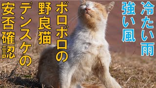 大雨の中の野良猫の安否確認