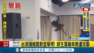 動物也來聽音樂！ 文化大學音樂系學生團練驚見窗邊\