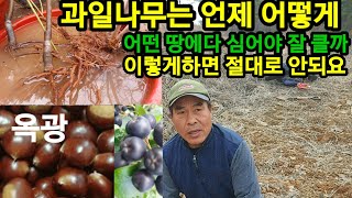 밤나무나 각종 과일나무 이렇게 심어야 잘 살아요