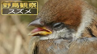 【スローモーションで野鳥観察】スズメ【特別な事は何も起こらない動画】