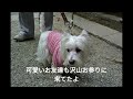 【ペットok 初詣】ある動物が放し飼いの珍しい神社へ愛犬とお参り、ペットお守り【トイプードルもん・石上神宮】