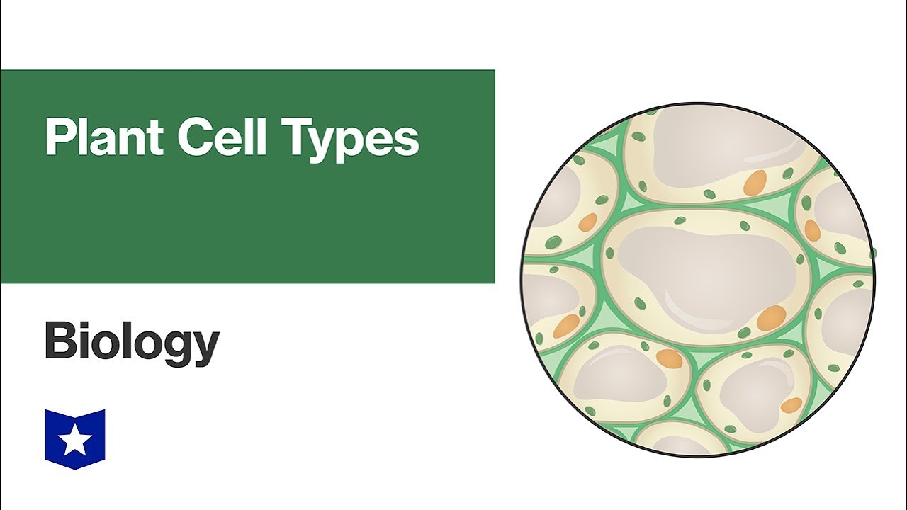 Plant Cell Types | Biology - YouTube