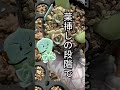 山奥屋の葉挿しの育て方　 エケベリア 多肉植物 葉挿し 葉挿しっ子 葉挿しのやり方