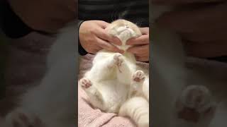 【かわいい子猫】フェイシャルマッサージでご満悦な猫【Cat Massage】#shorts