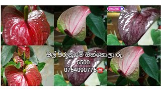 පැකේජ්=237👉හරිම ලස්සන මේ සෙට් මග ඇර ගන්න එපා.0764090776☎️#anthurium