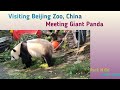 Visiting Beijing Zoo, China : Meeting Giant Panda  #Beijing Zoo #Giant Panda