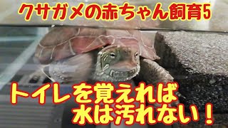 カメ飼育の水交換問題解決！トイレを覚えさせれば水は汚れない！「クサガメの赤ちゃん飼育5」