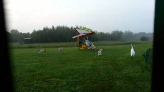 Operation Migration Whooping Cranes - landing