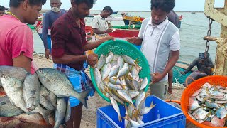 மீனவர்கள் வலையில் சிக்கிய அரிய வகை மீன் | Thoothukudi தள்ளுமடி கடைக்கார