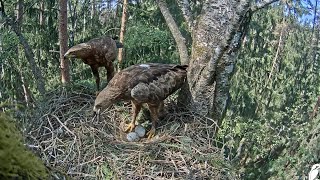 LDF Mazais ērglis / Lesser spotted eagle / Male brings a snake🐍 gift to the female💖12/05/2023