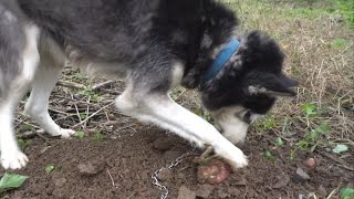 哈士奇挖红薯助助兴，爷爷84岁生日，简单一餐就很满足