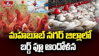 Bird flu in Mahabubnagar | మహబూబ్ నగర్ జిల్లాలో బర్డ్ ఫ్లూ ఆందోళన | hmtv