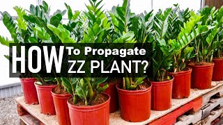 ZZ Plant Propagation | Water versus Soil Propagation | Indoor Plants