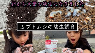 【Vlog】カブトムシの幼虫飼育　１００均の商品で管理するよ