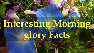 Interesting Morning glory Facts