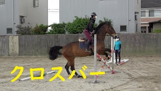 ティムさんのクロスバー障害飛越レッスン