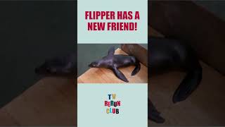 Flipper makes friends with a seal 🦭  #TVRerunClub #Flipper #Adventure