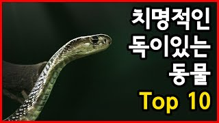 딱 한 방울로 죽는다! 치명적인 독이 있는 동물 Top 10