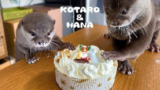 カワウソコタローとハナ　スペシャルクリスマスケーキ登場！　Otter Kotaro\u0026Hana Special Christmas Cake