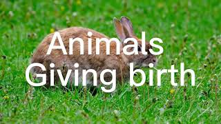 Animals giving birth compilation