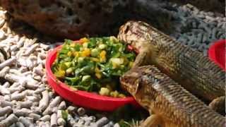 Gidgee Skink and Hosmer's Skinks eating salad mix.