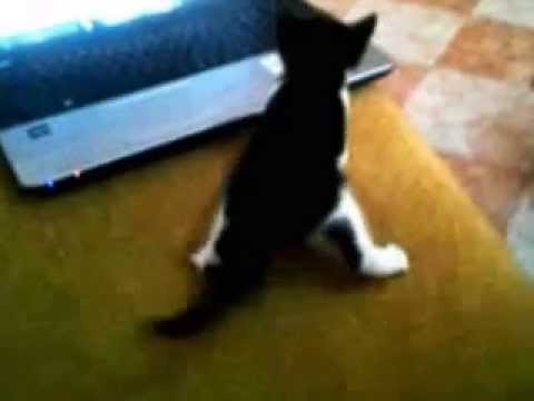 Funny Cat Twerking Cute Cat Compilation Youtube