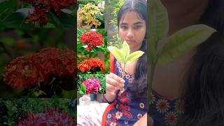 চুরি করা রঙ্গন ফুলের ডাল থেকে চারা বানালাম। ixora plant। #shorts #garden #green #viralvideo #vlog