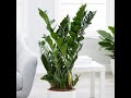 Folha Plant Shop - Zamioculcas zamiifolia - Zanzibar Gem or ZZ Plant