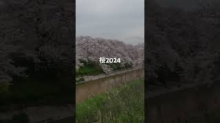 満開の桜2024 #桜 #満開 #春 #2024