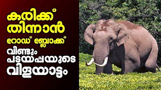 വീണ്ടും പടയപ്പയുടെ വിളയാട്ടം | Padayappa at Munnar  | Kalakaumudi Online