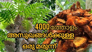 ആടിന്റെ കാലിലാതെ തന്നെ ഒരു ആട്ടിൻകാൽസൂപ്പ് ഉണ്ടാക്കിയാലോ ഈ ചെടിയെ കണ്ടാൽ വിട്ടുകളയരുത് അത്ര ഔഷധഗുണം