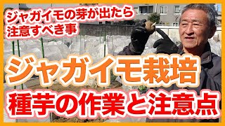 Tips for work before planting seed potatoes from a Japanese farmer !