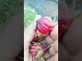 നമ്മടെ നാട്ടിലെ strawbberry🍓strawberry hunting🍓🍒 strawbrerry fruits unboxingdude praveenpranav food