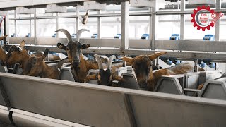 Transform Your Farm with Advanced Livestock Automation Solutions