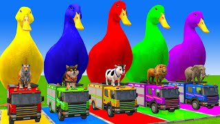 5 Giant Duck Cartoon,Cow,Elephant,Tiger,Lion,Gorilla, Paint Wild Animals Crossing Fountain Animation