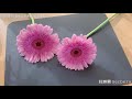 【花艺知识】如何让非洲菊“抬头挺胸”